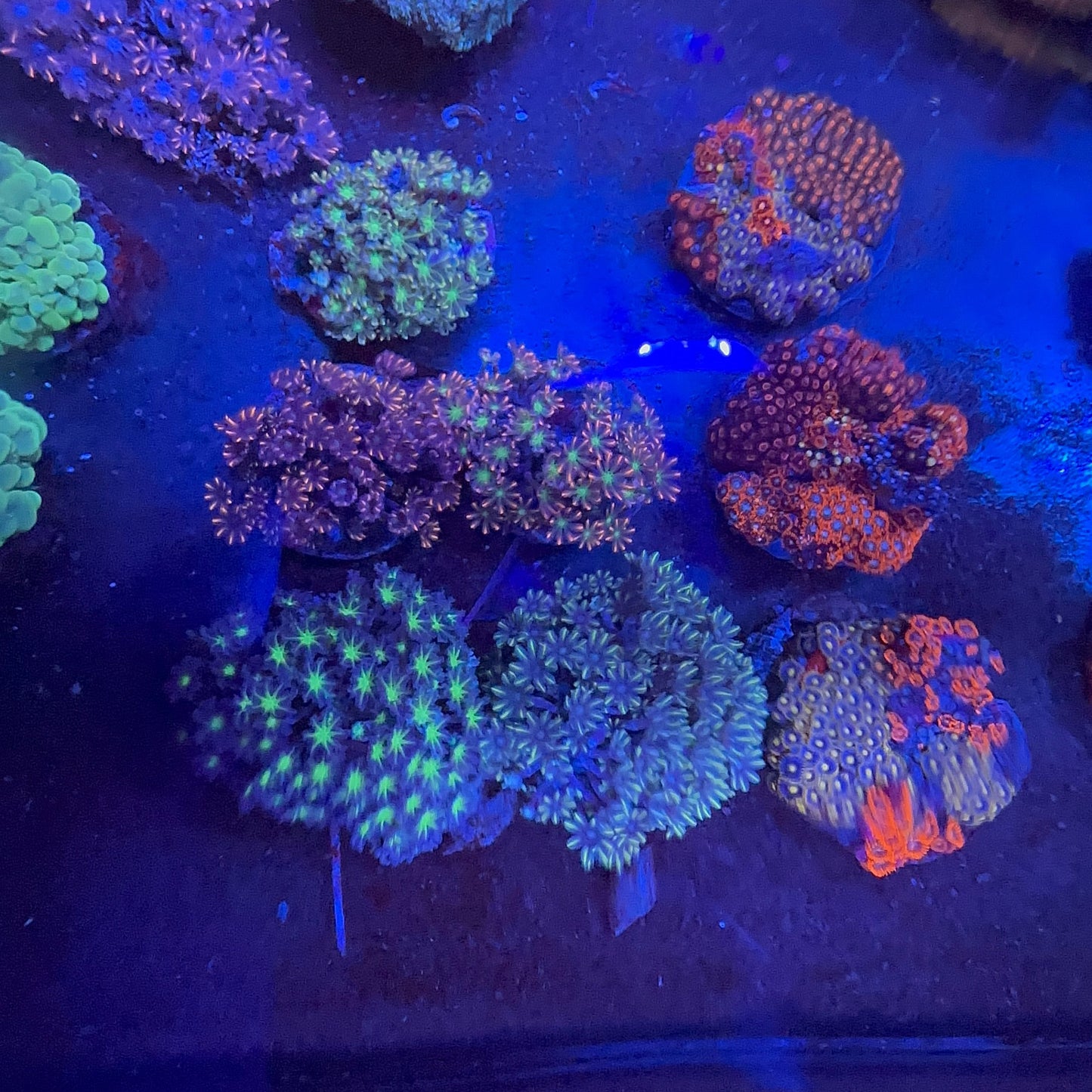 Glove Polyp
