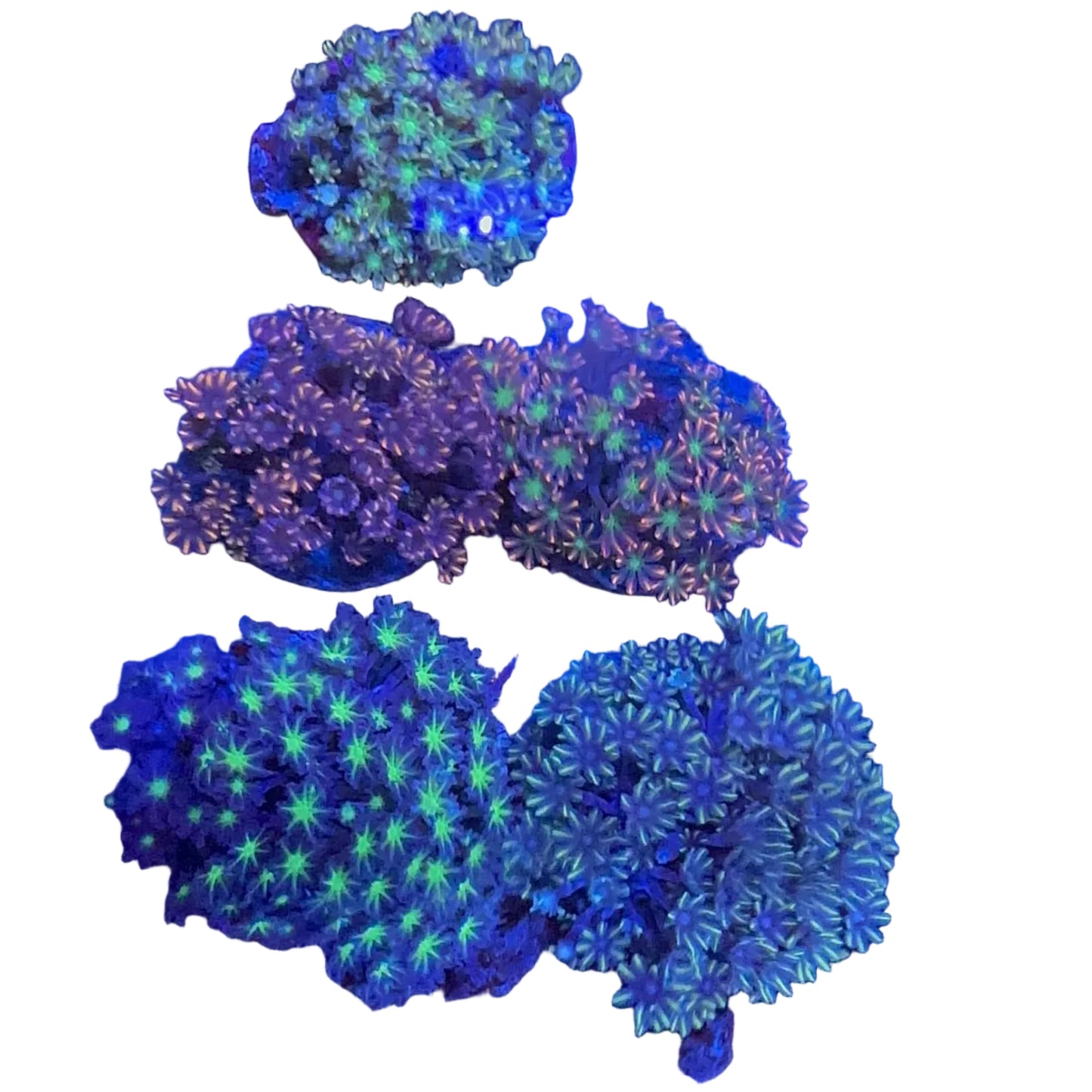 Glove Polyp