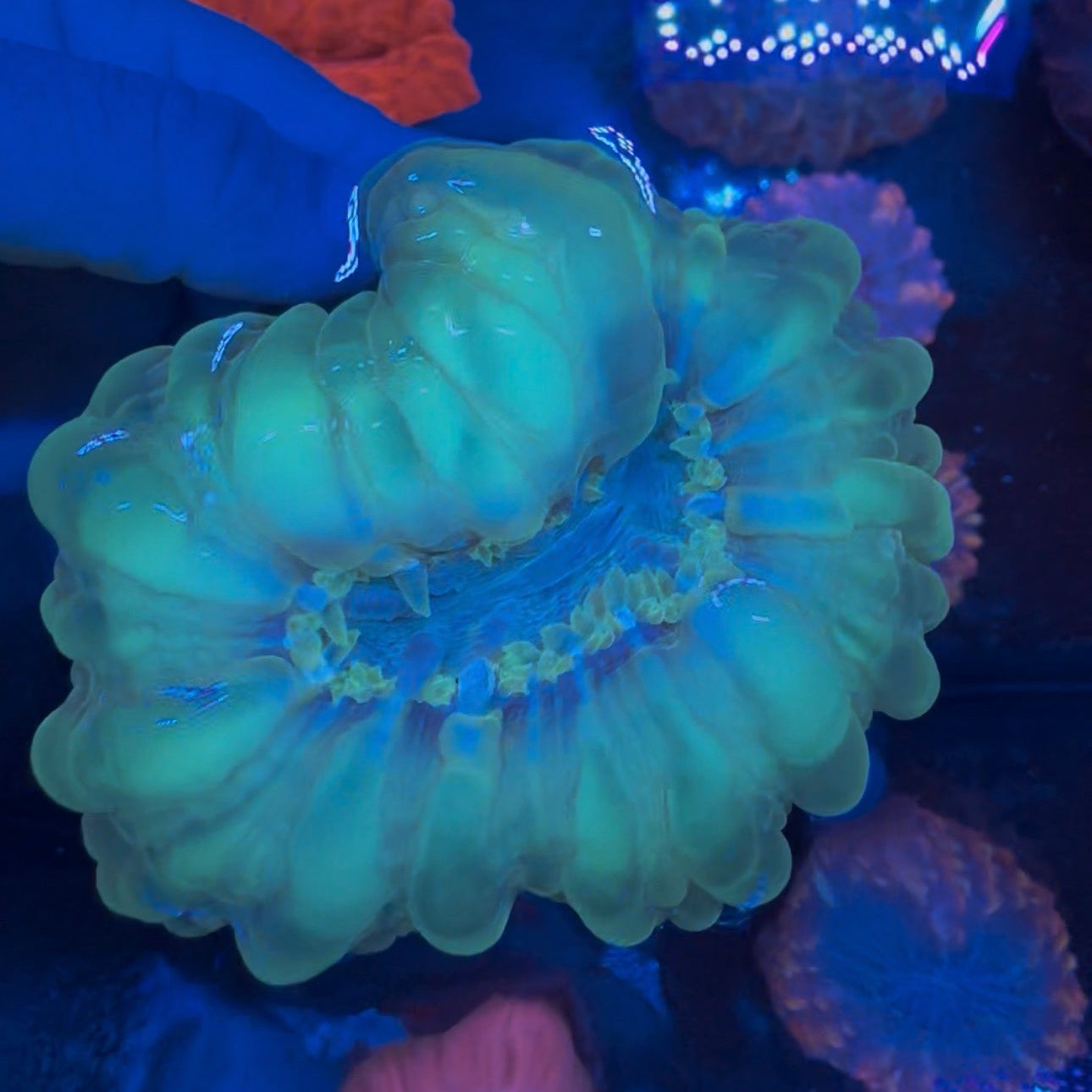 Cynarina Coral