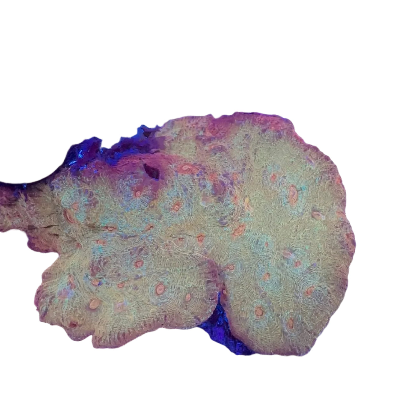 Chalice Coral (Golden) Premium