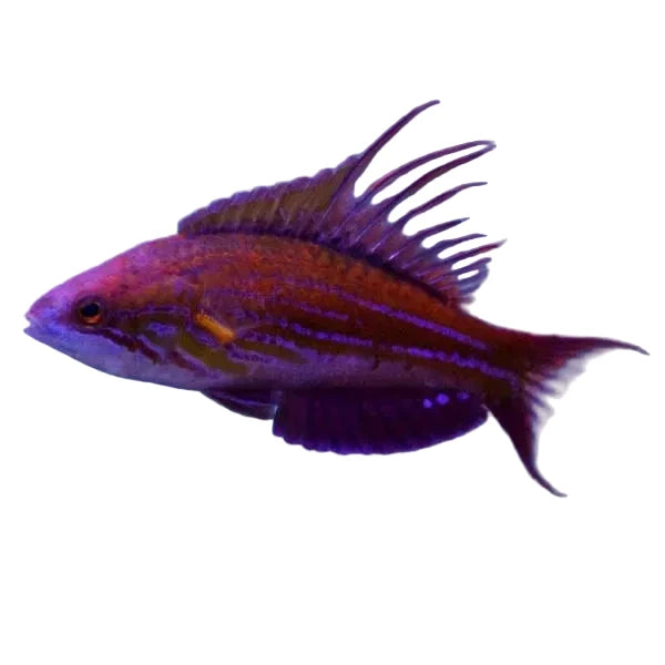 Blue Flasher  Wrasse