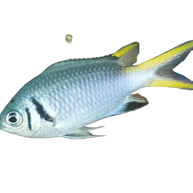 Yellow Tail Chromis