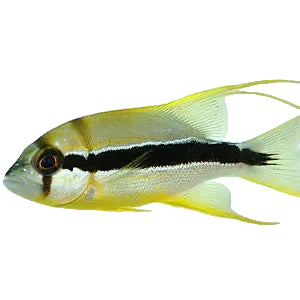 Sailfin Snapper