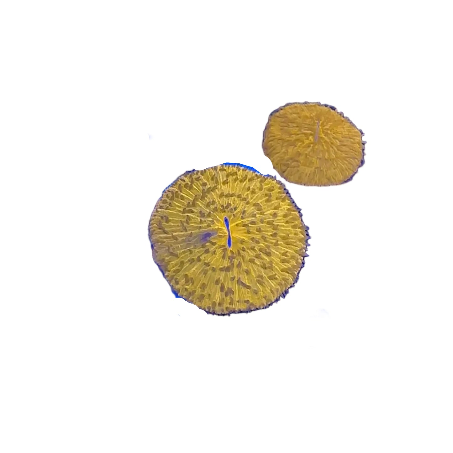 Fungia Orange