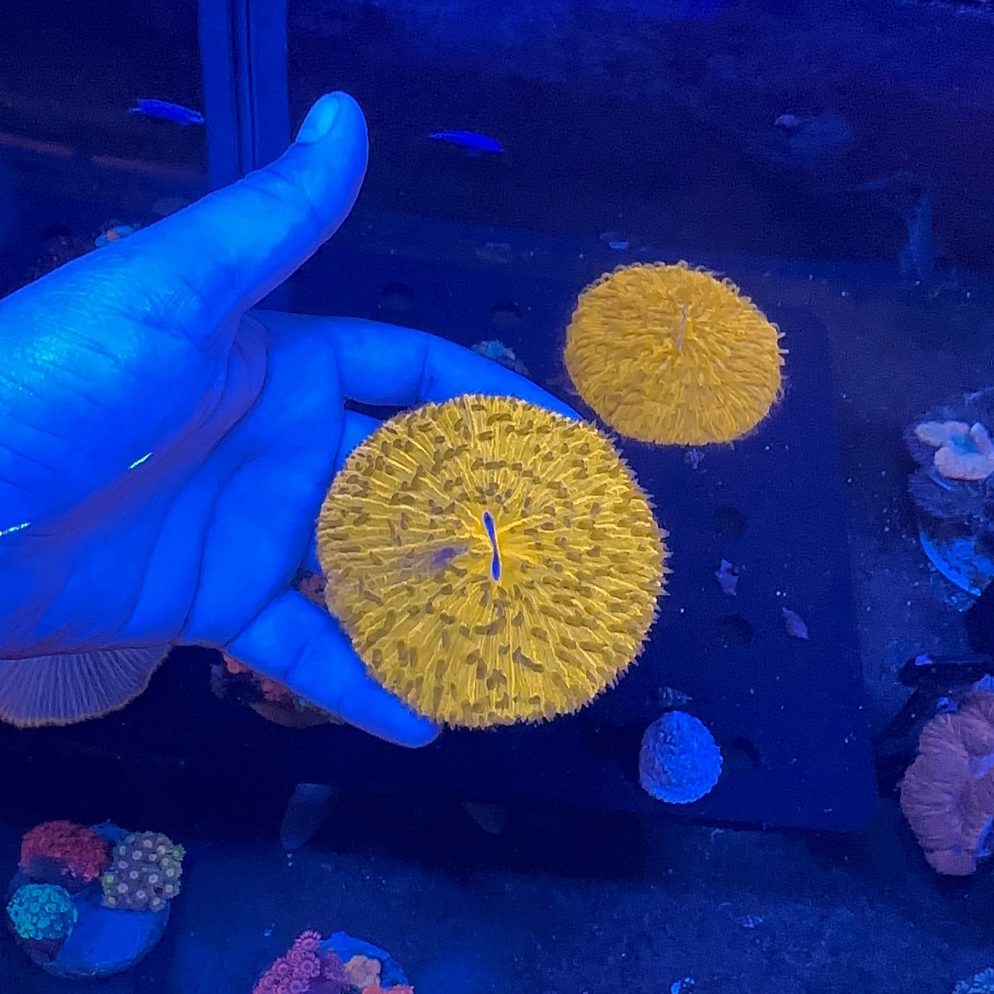 Fungia Orange