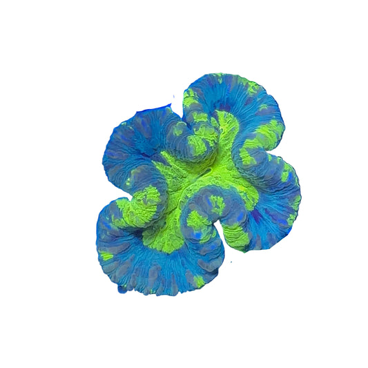 Brain Coral (Trachyphyllia ) Premium