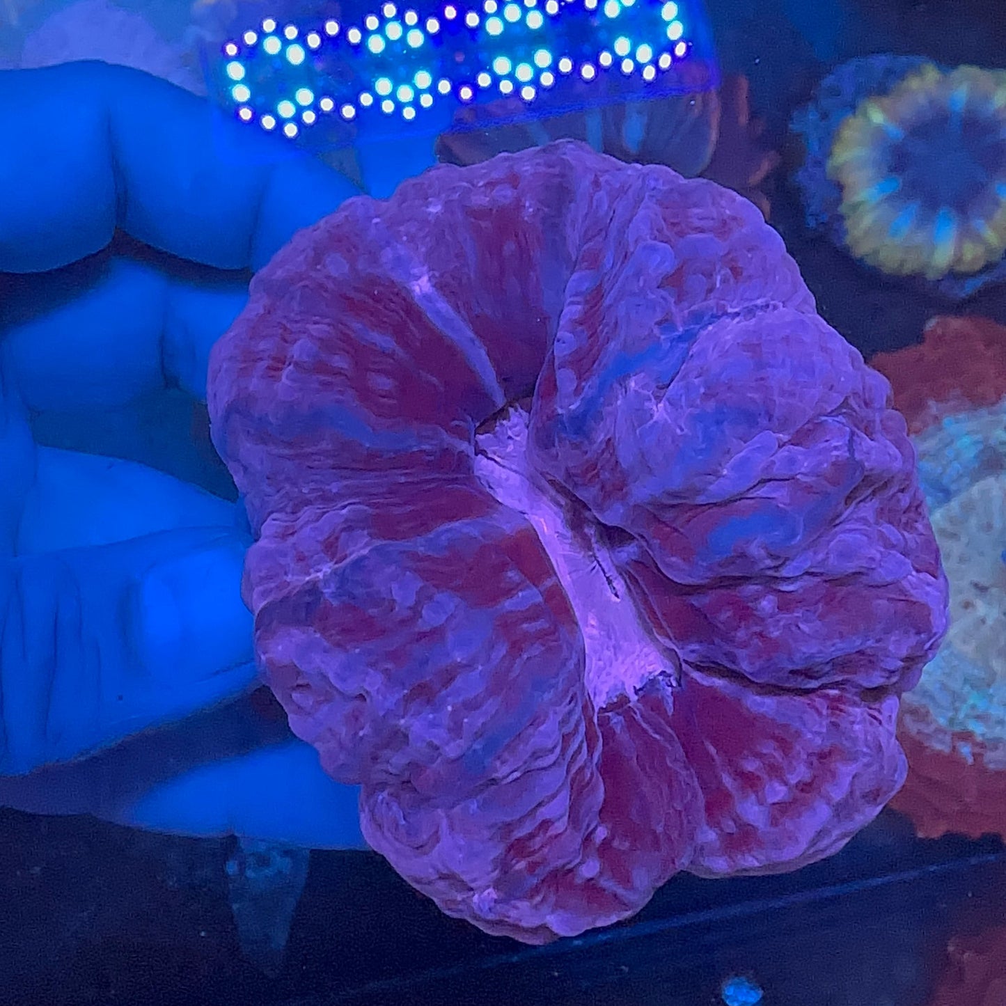 Indophyllia Coral