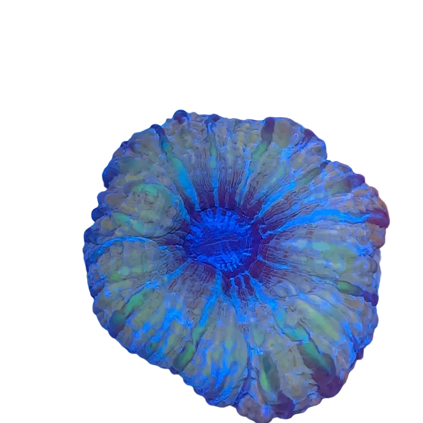 Indophyllia Coral