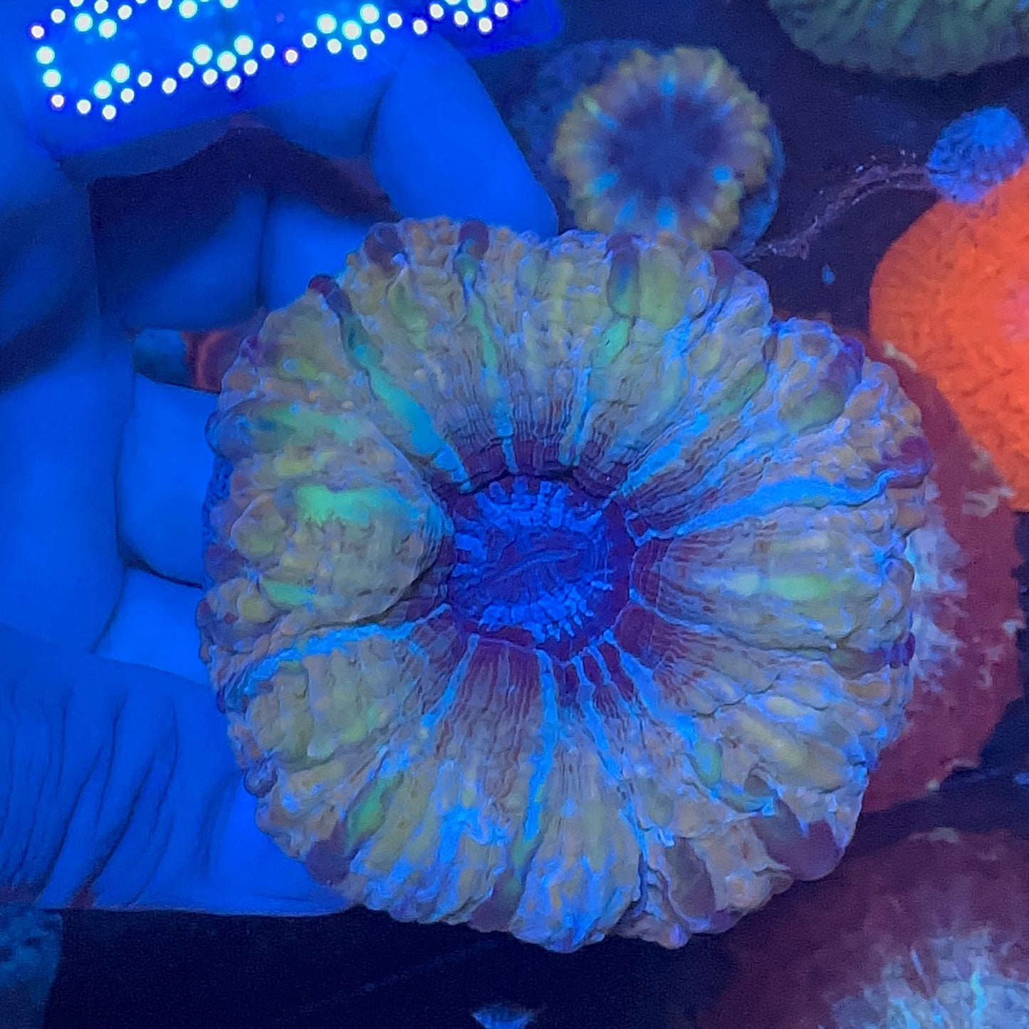 Indophyllia Coral