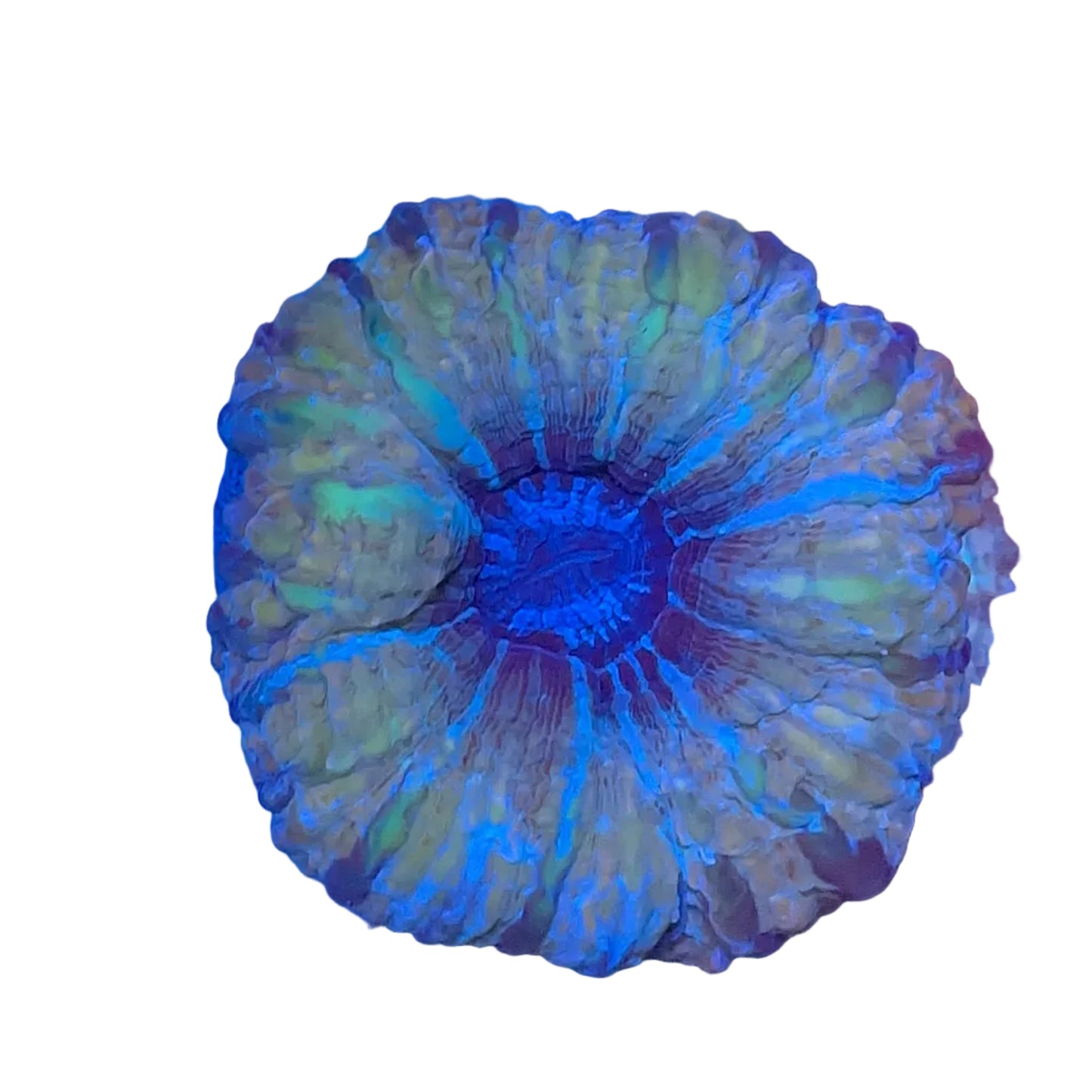 Cynarina Coral