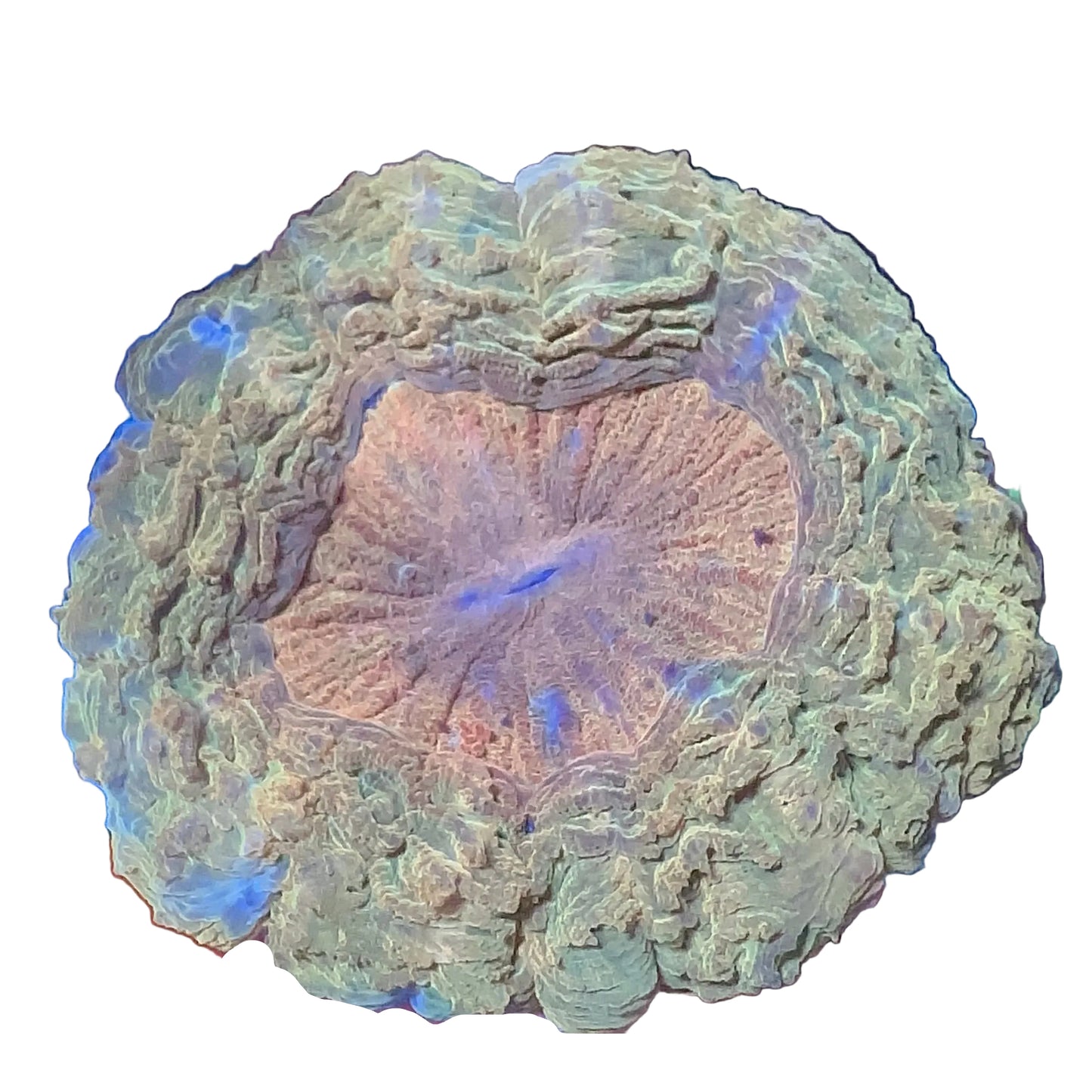 Acanthophyllia Coral (Donut)