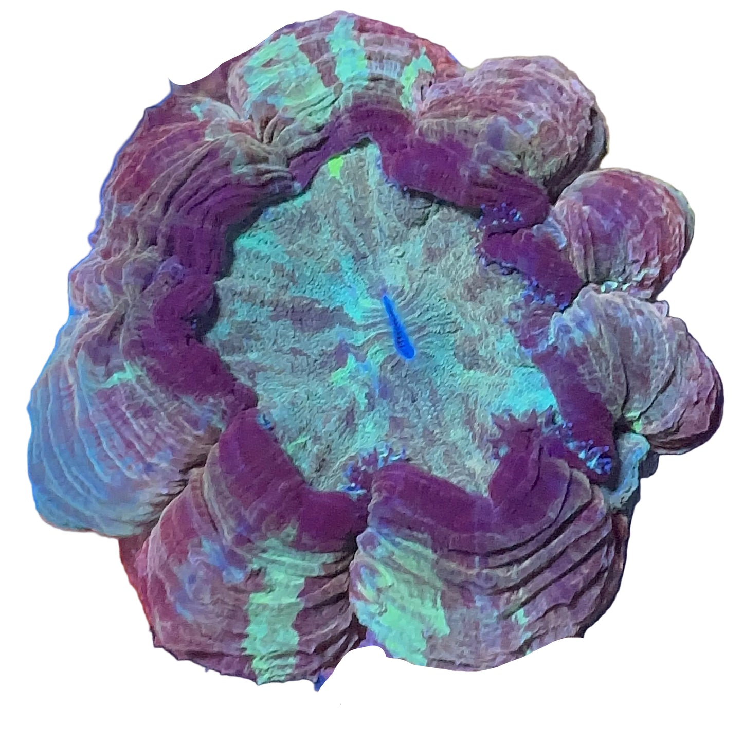 Acanthophyllia Coral (Donut)