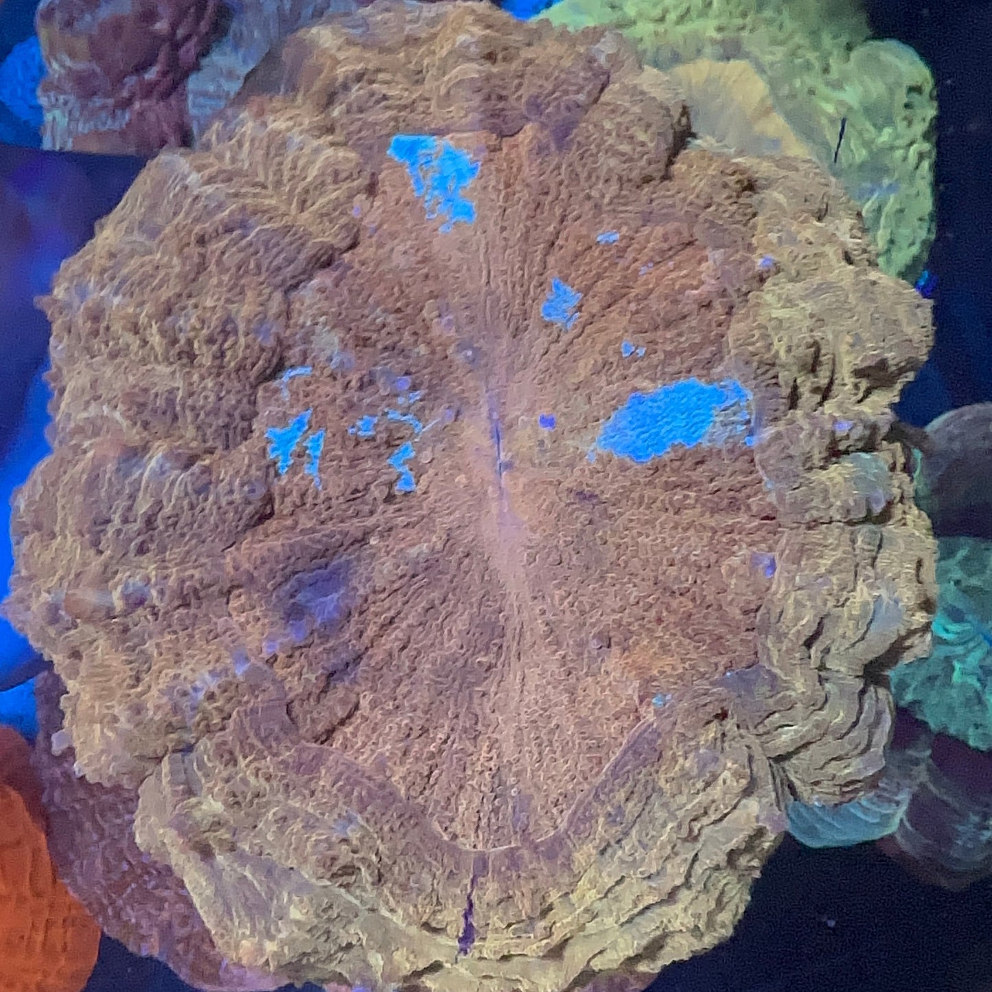 Acanthophyllia Coral (Donut)