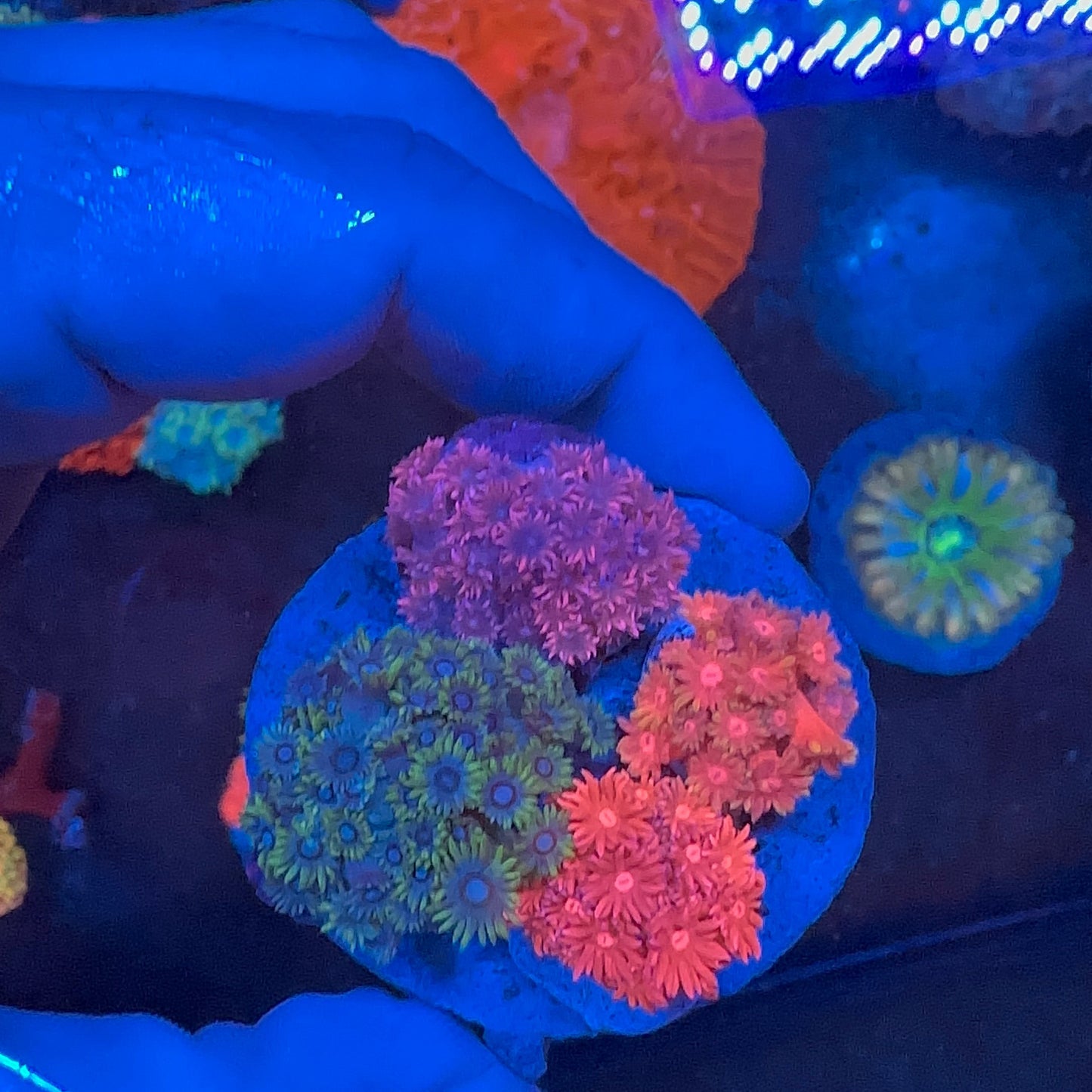 Goniopora Mix Frag