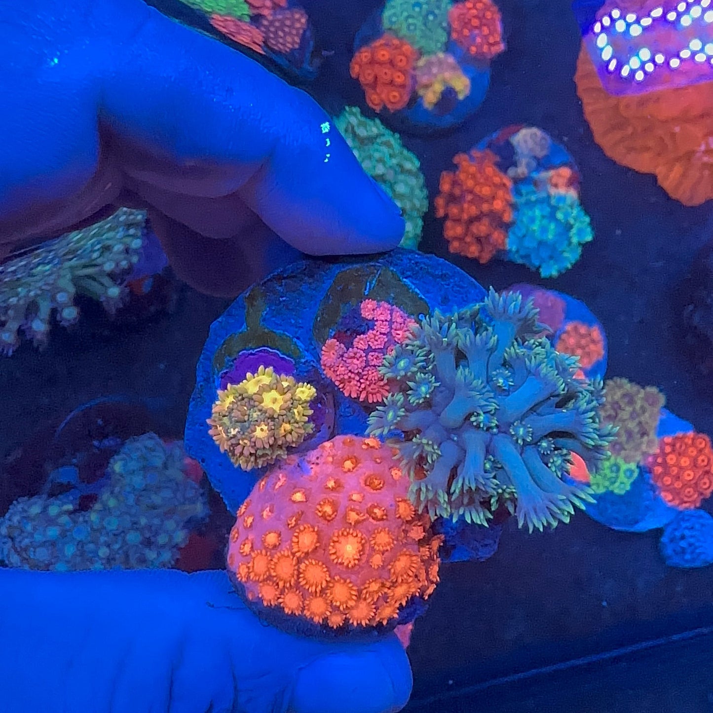 Goniopora Mix Frag