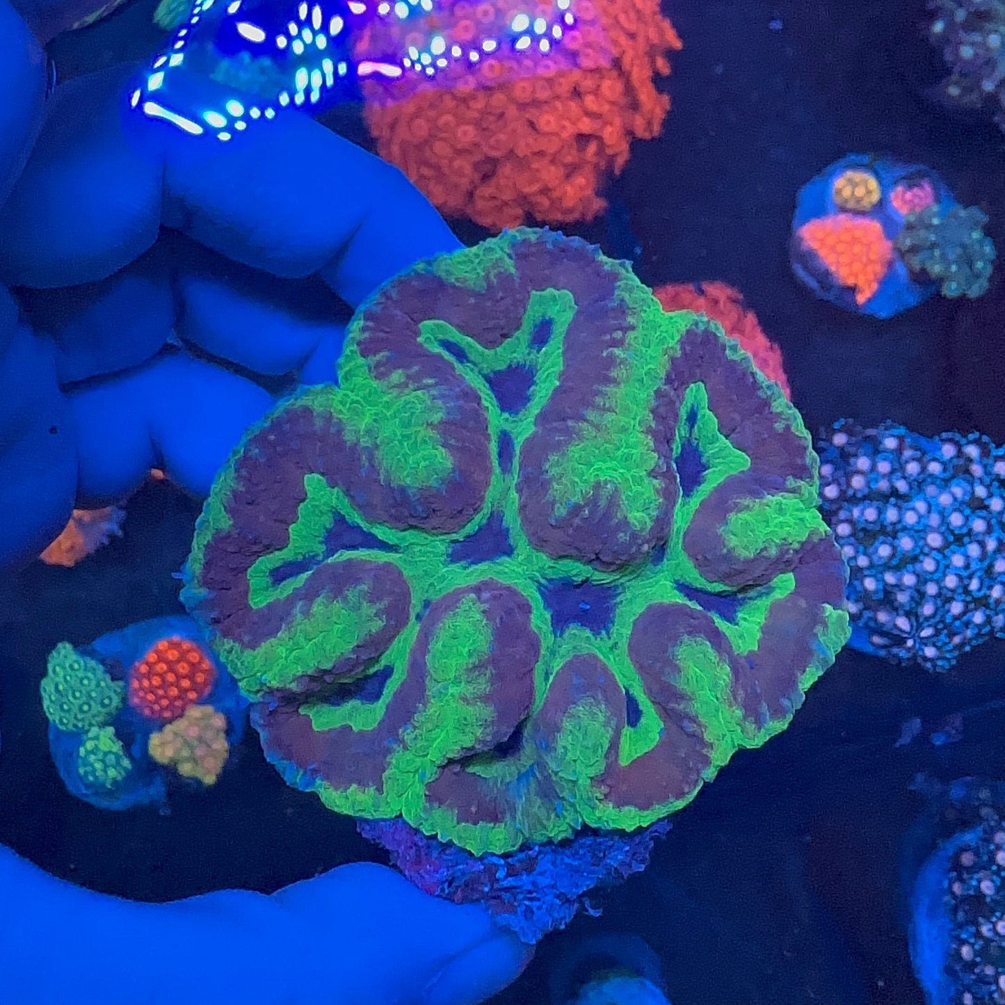 Symphyllia Coral