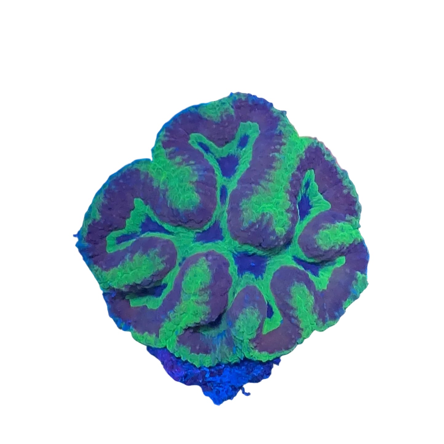 Symphyllia Coral