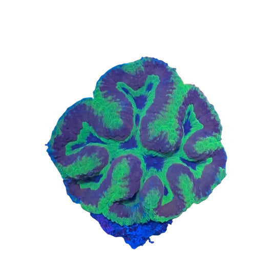 Symphyllia Coral