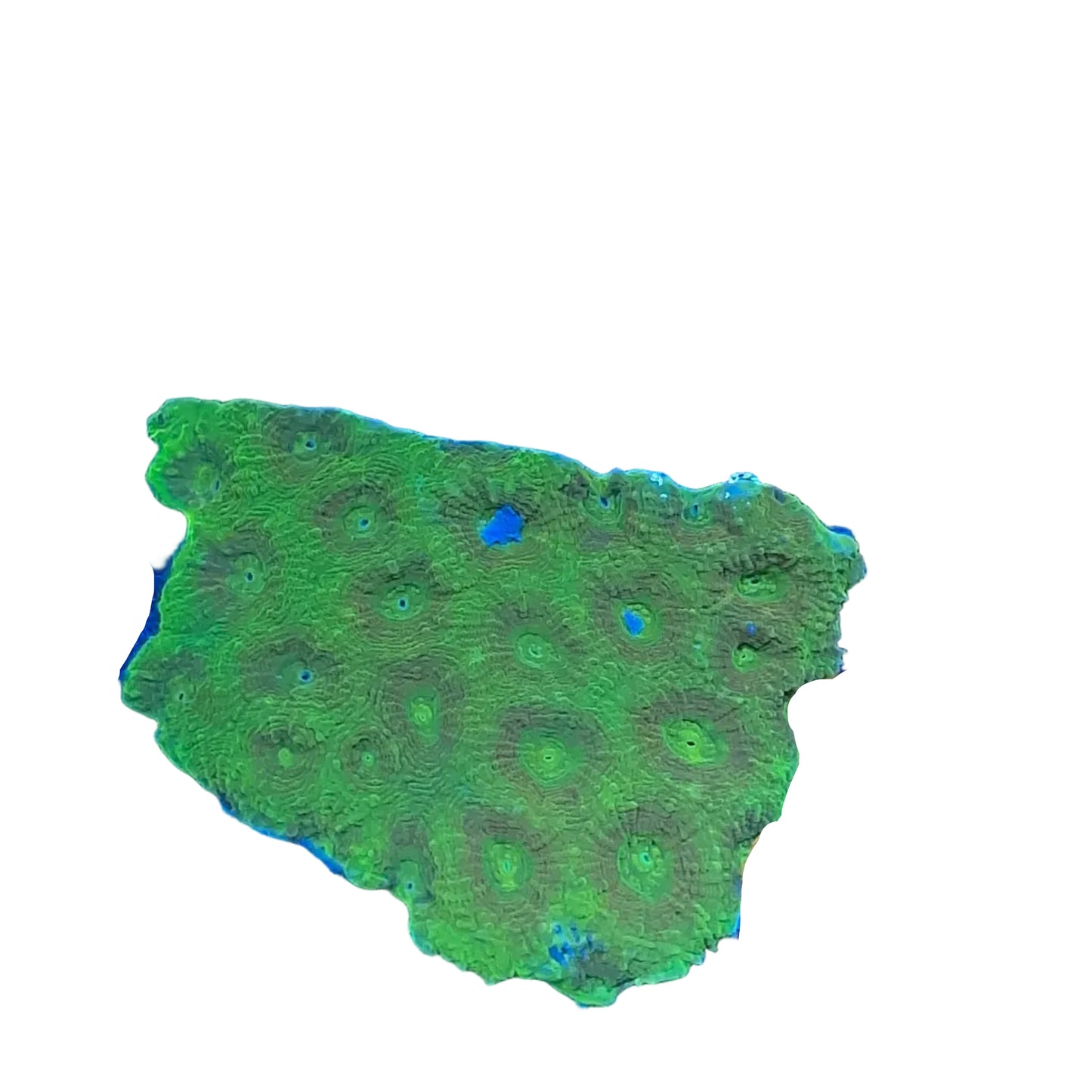 Favia Green