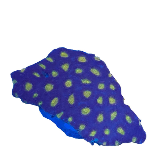 Favia Coral