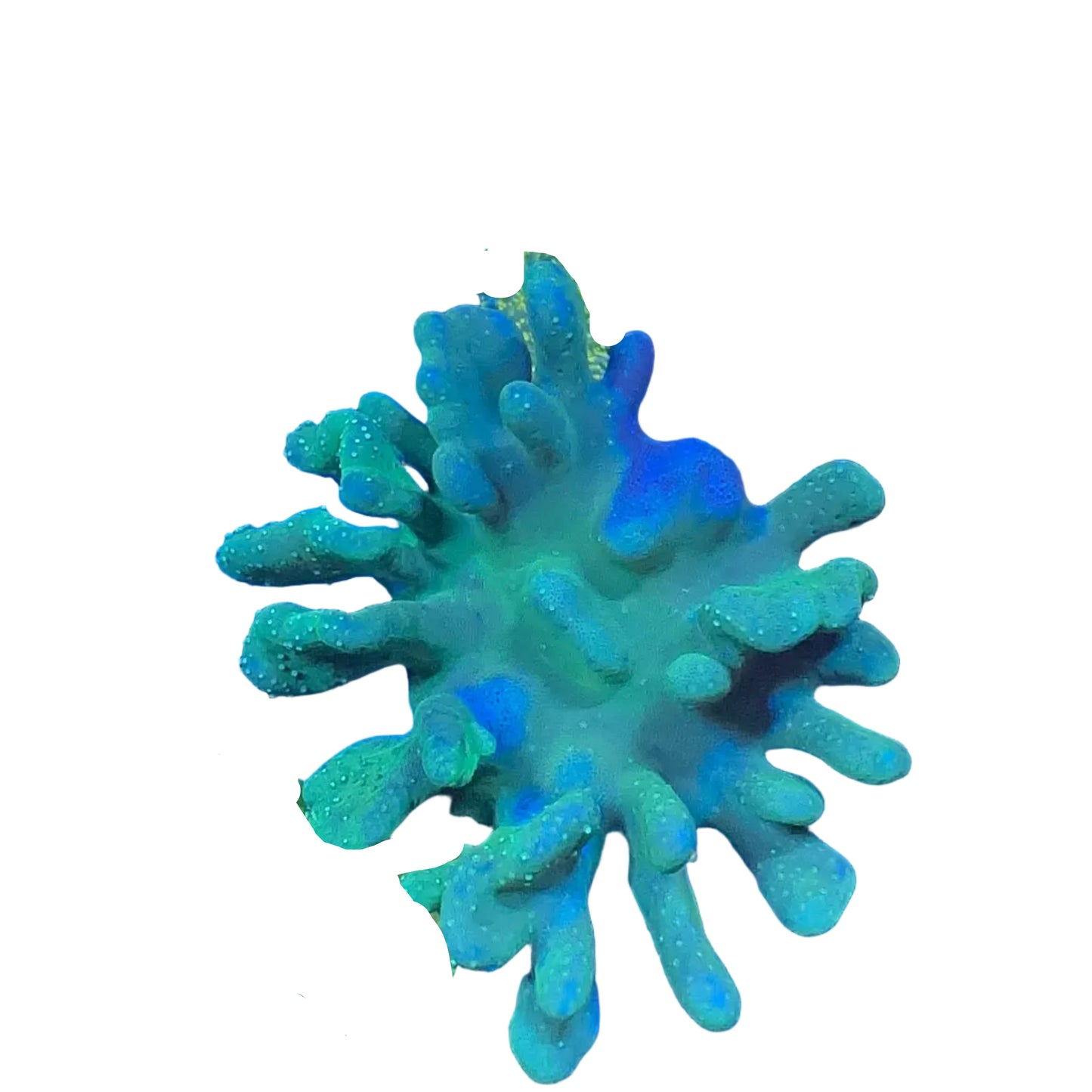 Finger Leather Coral