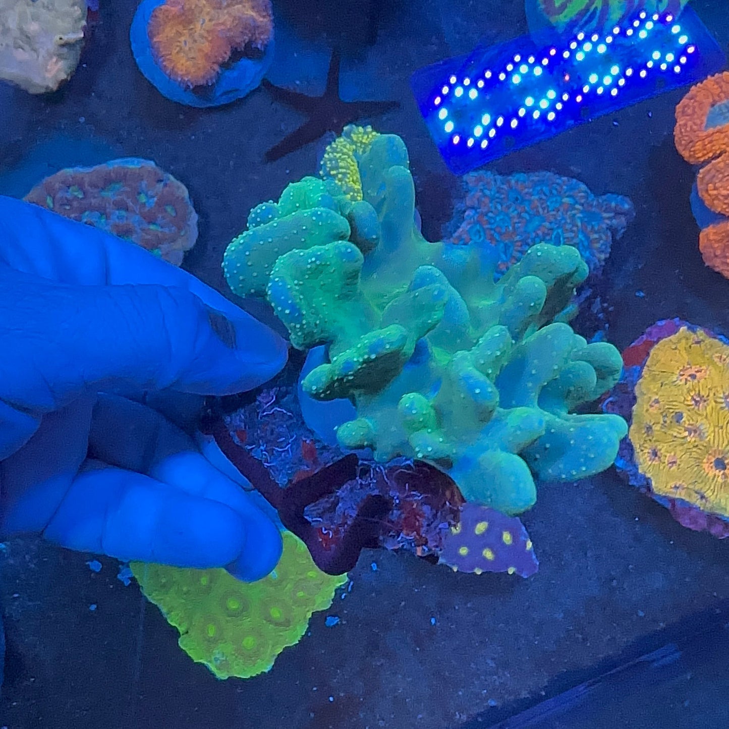 Finger Leather Coral