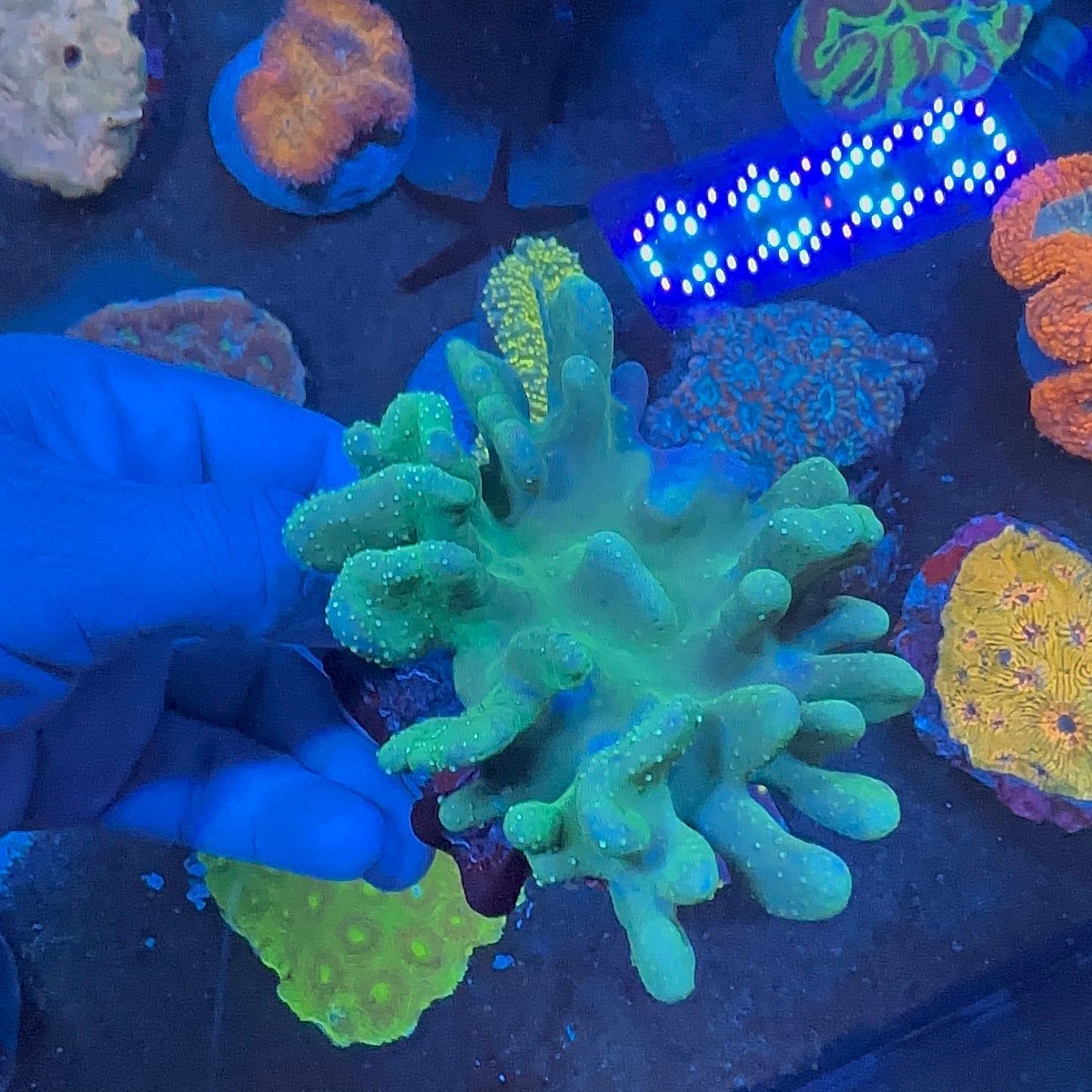 Finger Leather Coral