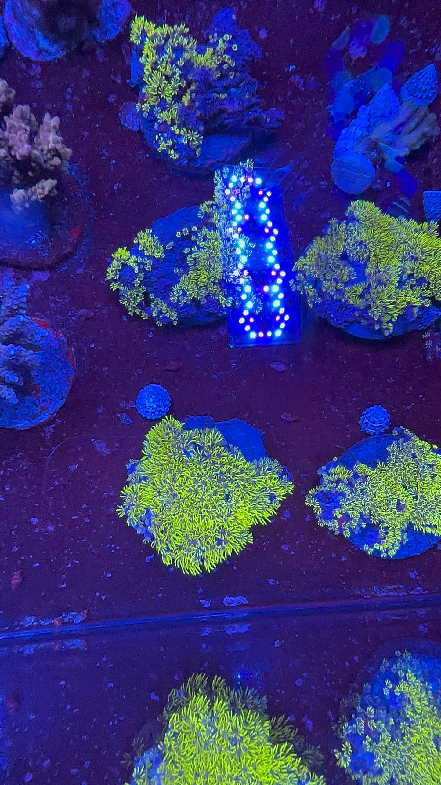 Star Polyp Metalic