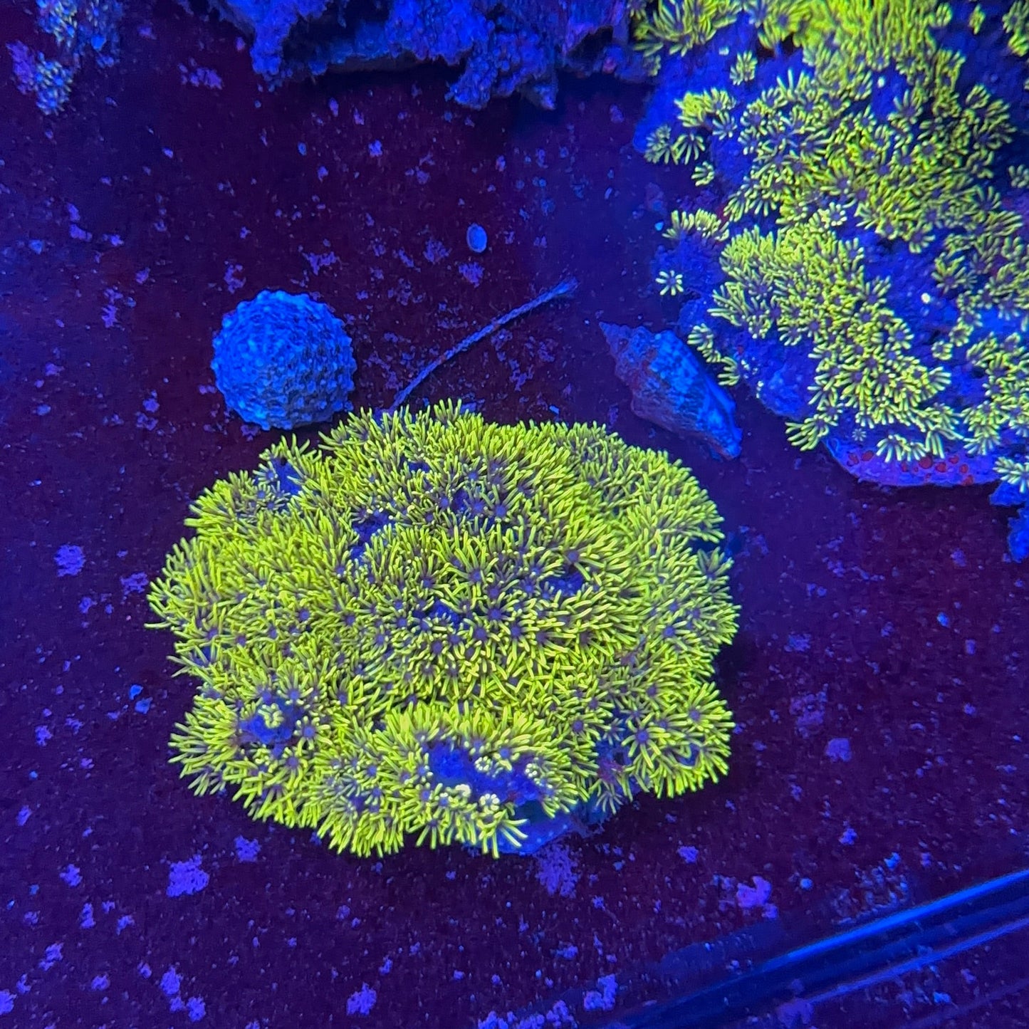 Star Polyp Metalic
