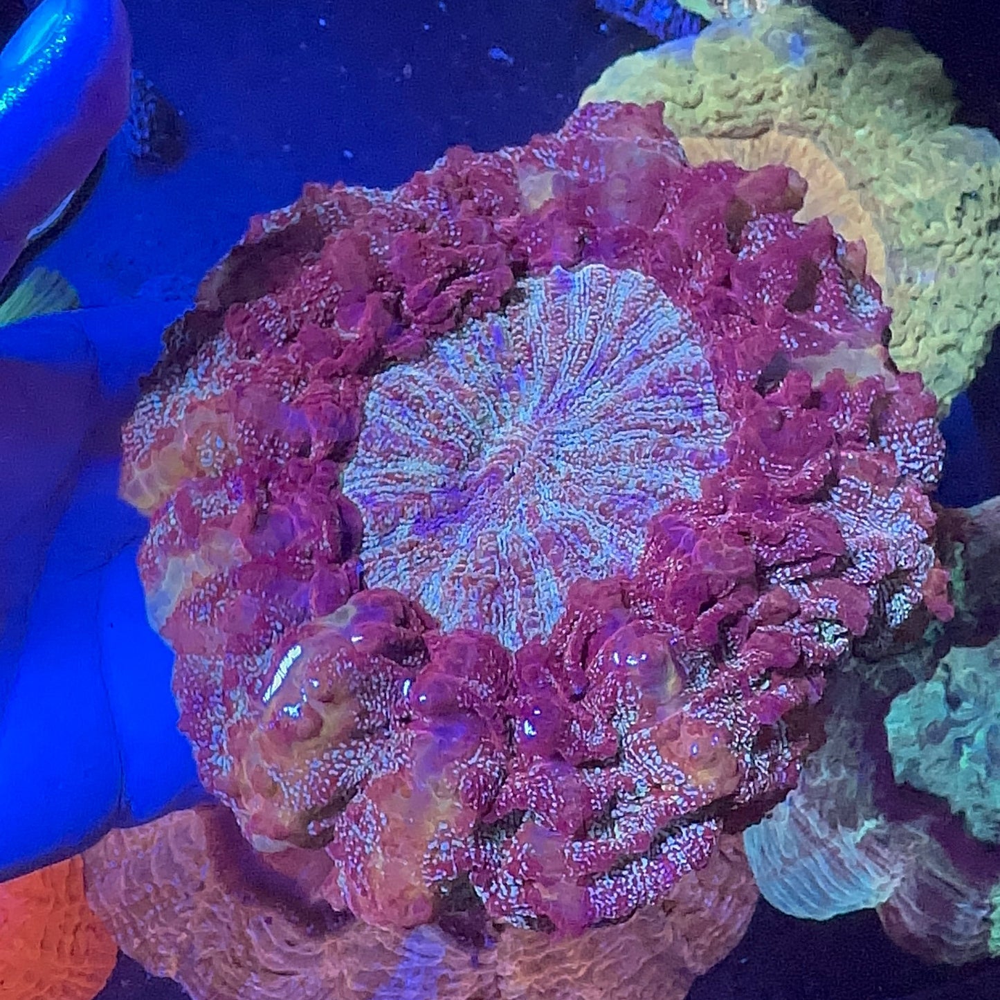 Multicolor Donut Coral