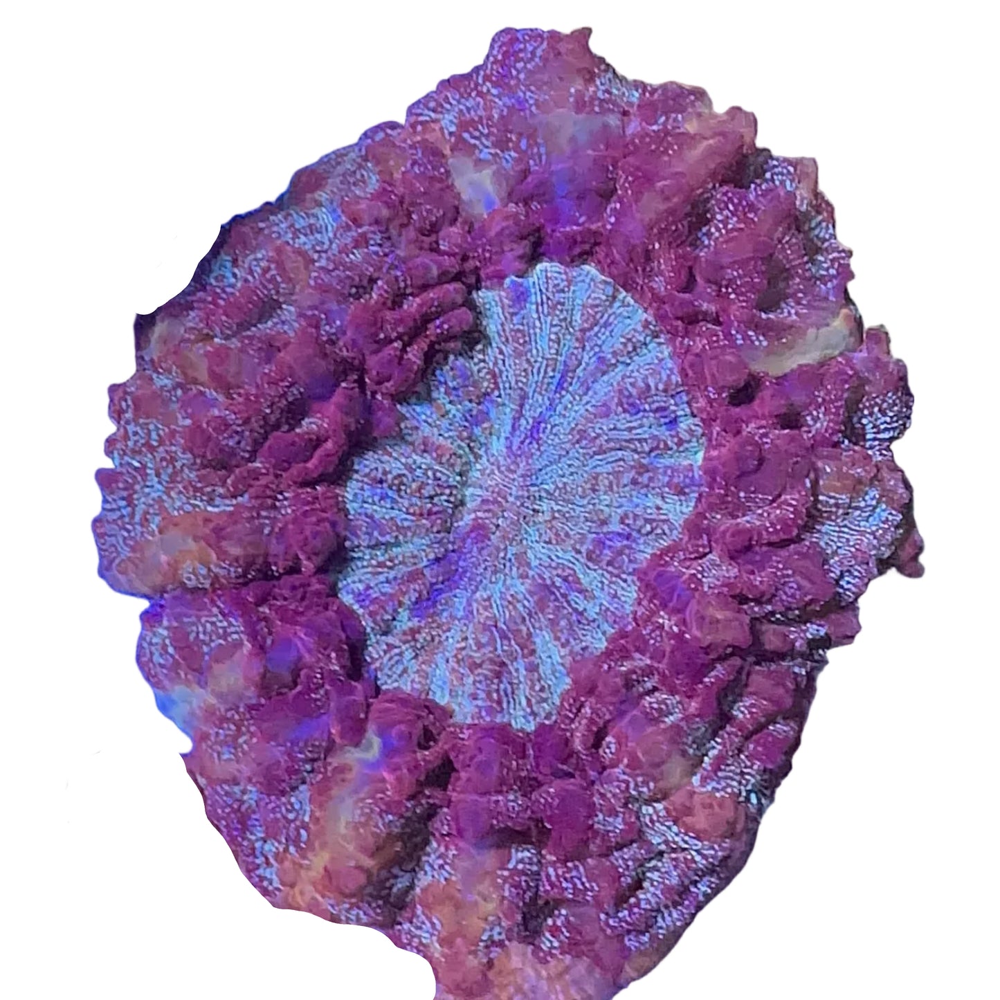 Multicolor Donut Coral
