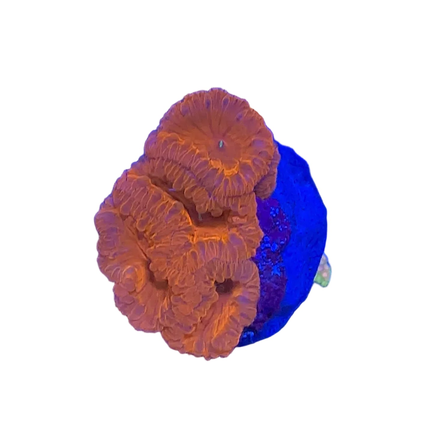 Blastomussa Red