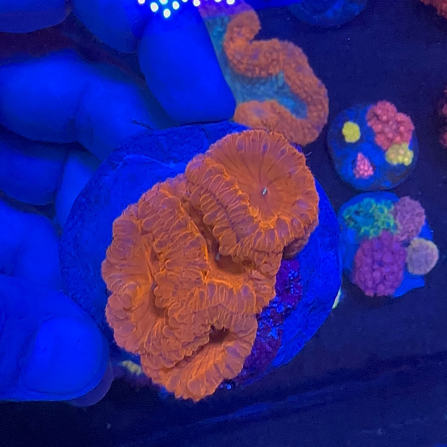 Blastomussa Red