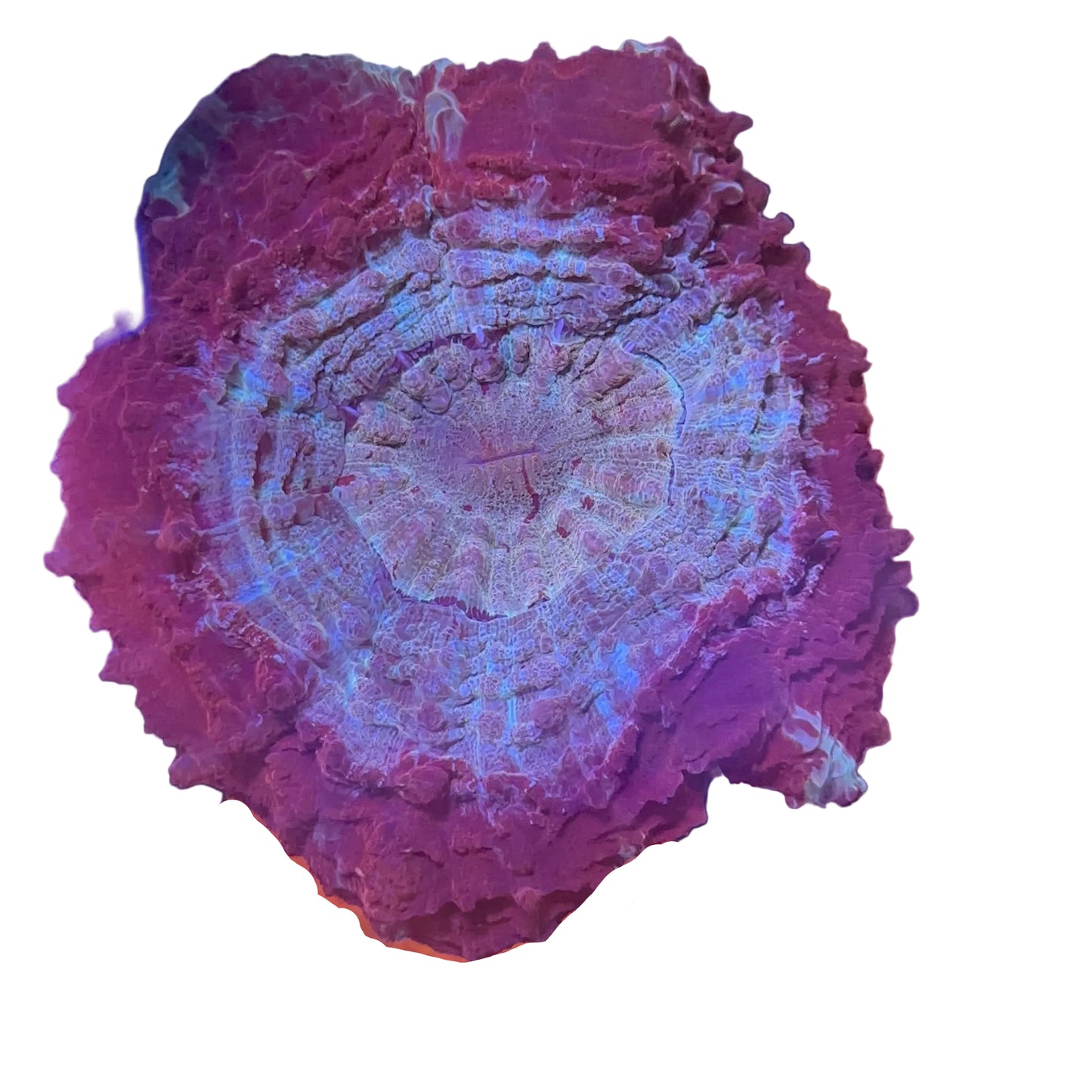 Acanthophyllia Coral (Donut)