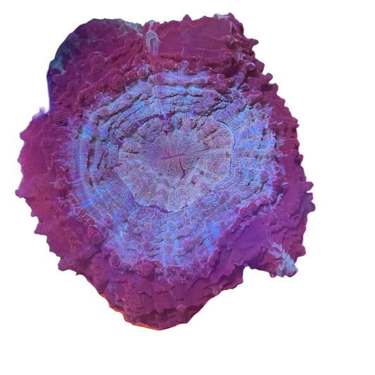 Acanthophyllia Coral (Donut)