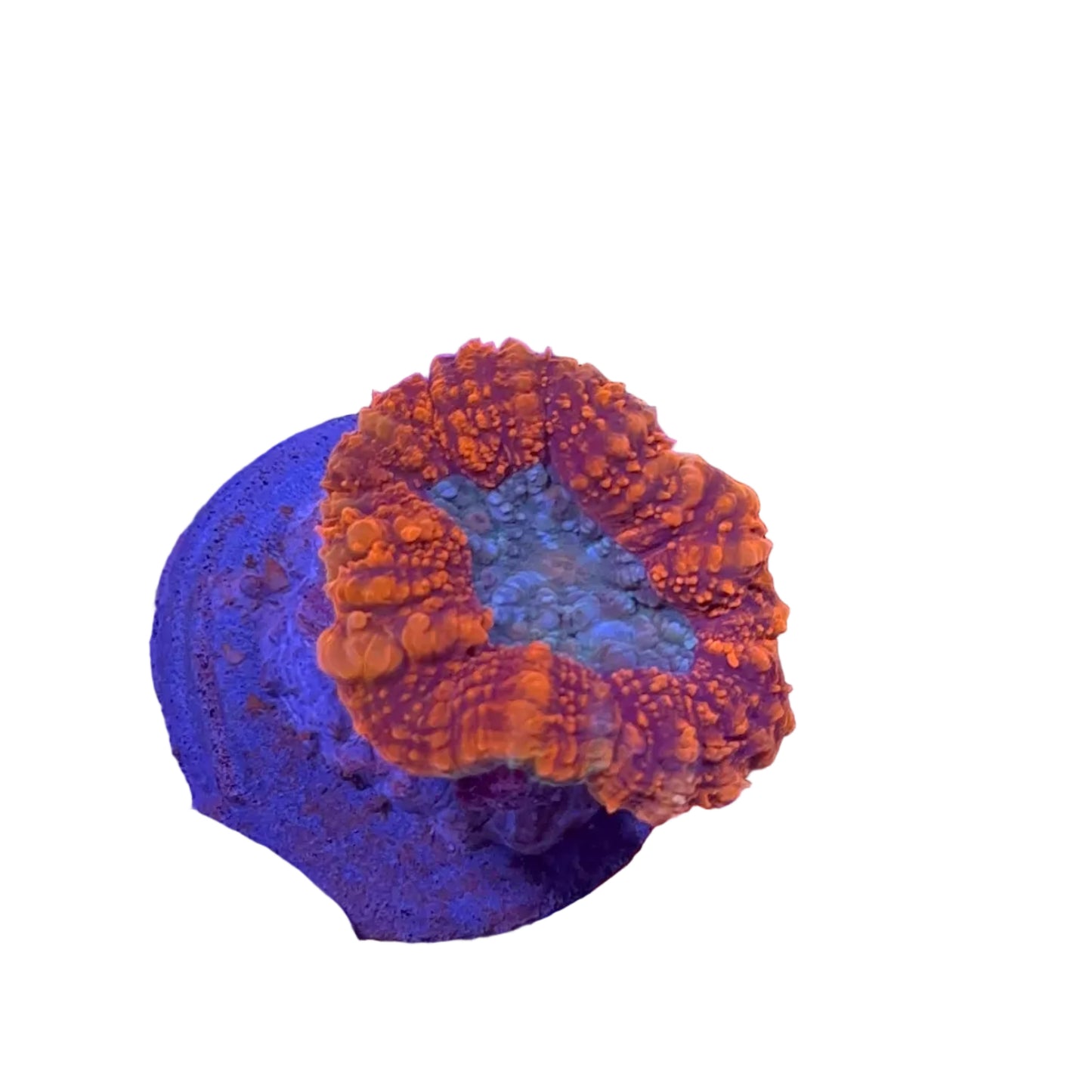 Lobophyllia