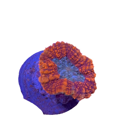 Lobophyllia