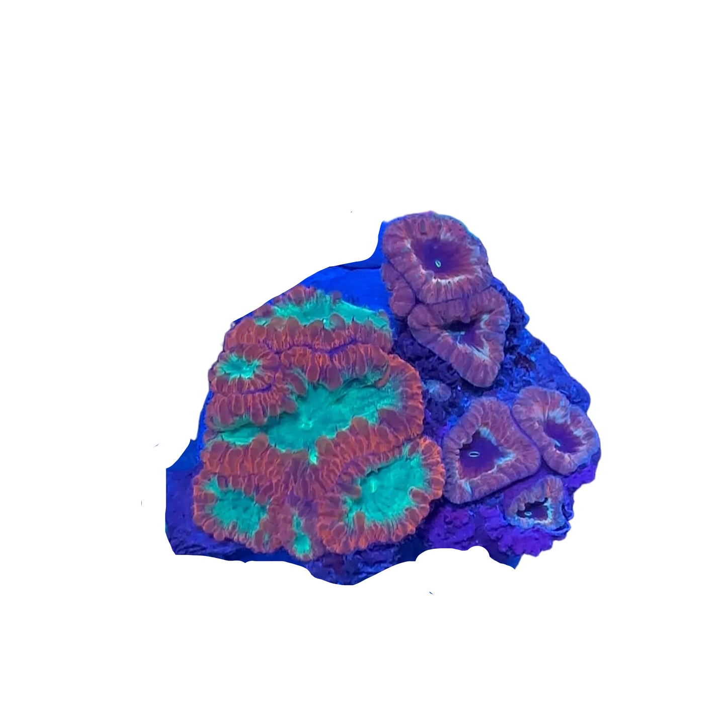 Blastomussa Coral