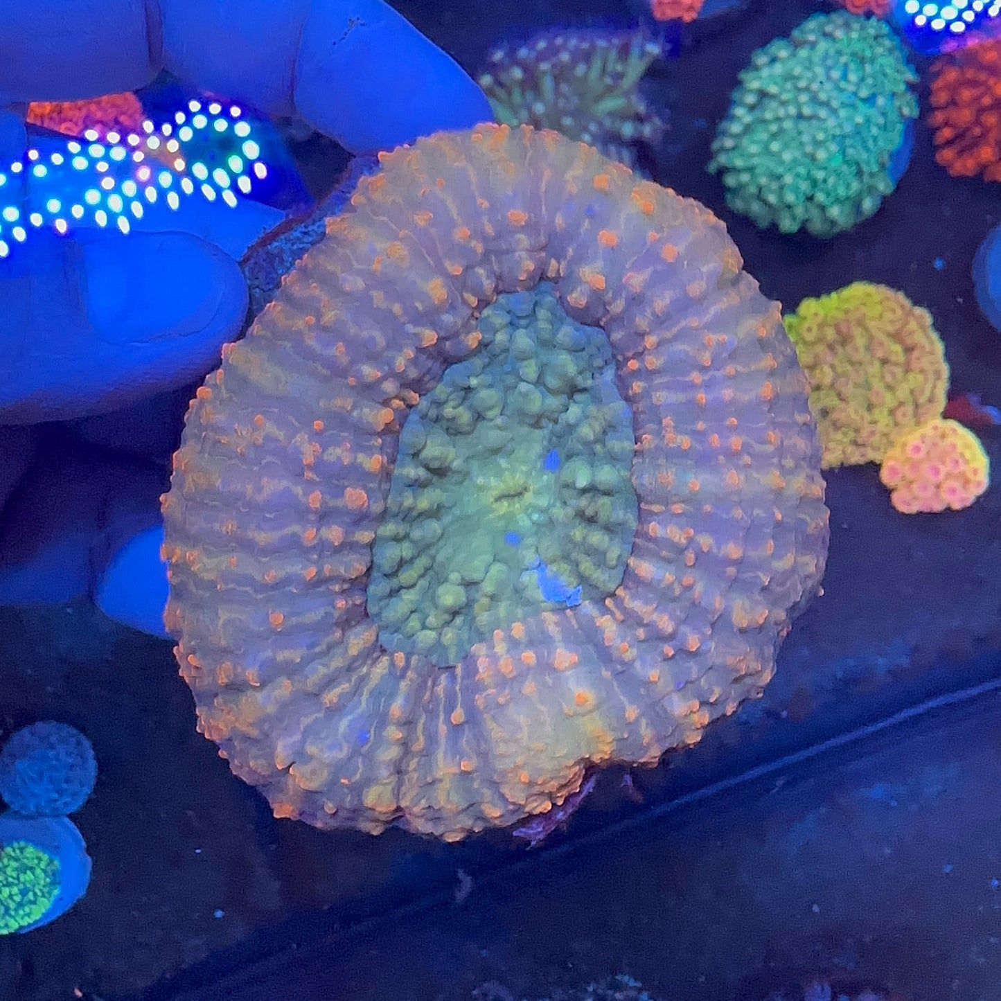 Lobophyllia