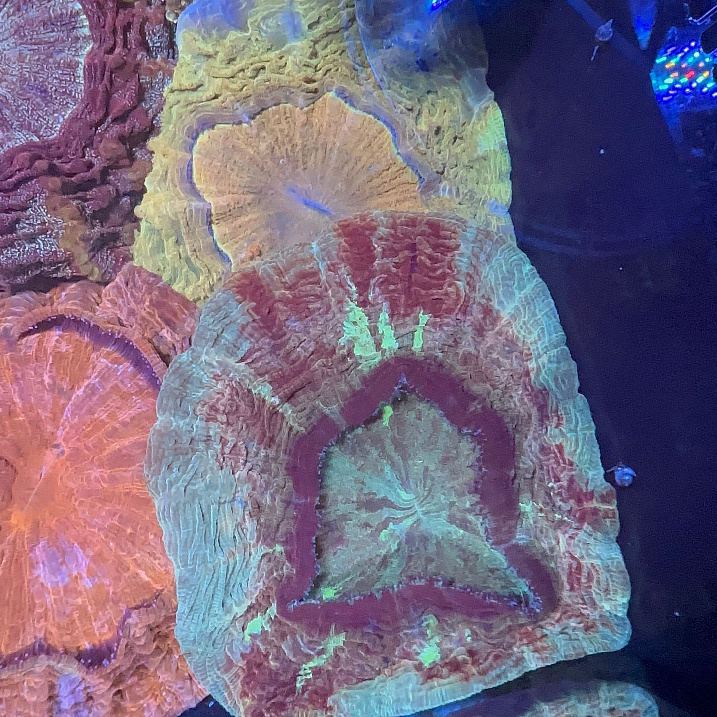 Acanthophyllia Coral (Donut)
