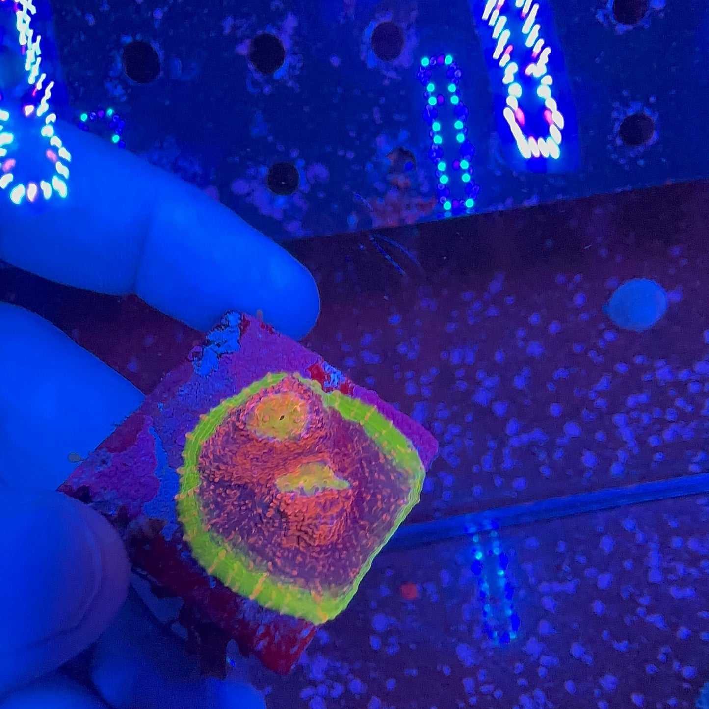 Watermelon Chalice Frag