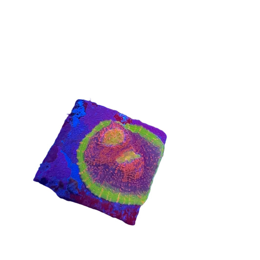 Watermelon Chalice Frag