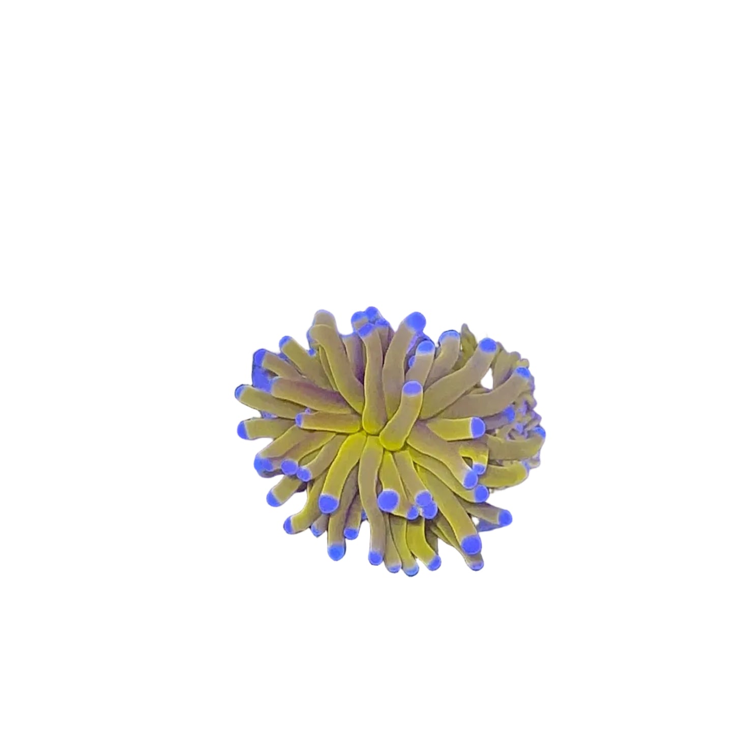 موز شعلة / كافا