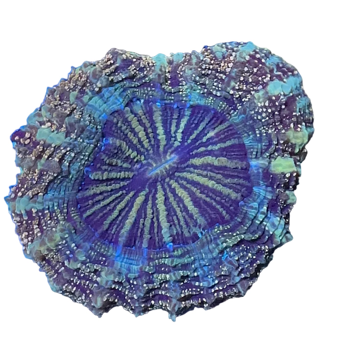 Multicolor Donut Coral