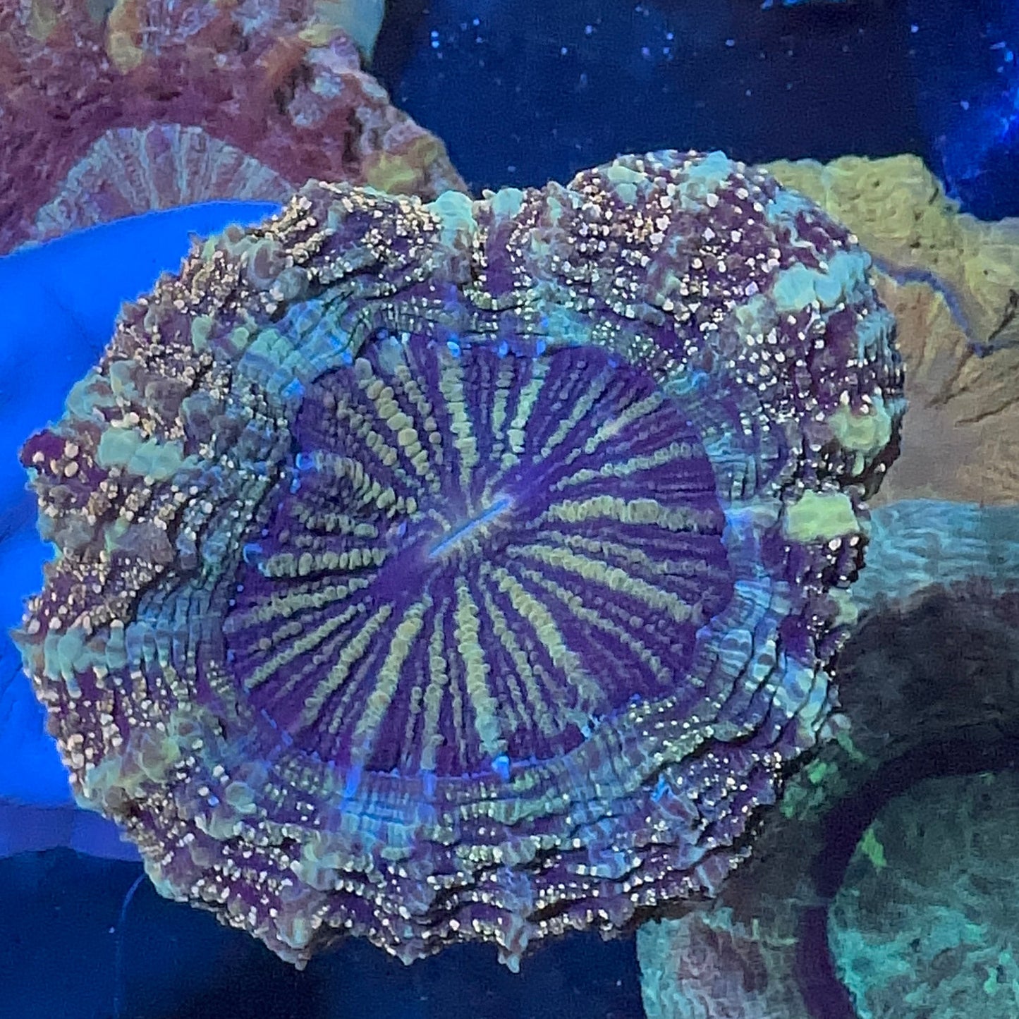 Multicolor Donut Coral