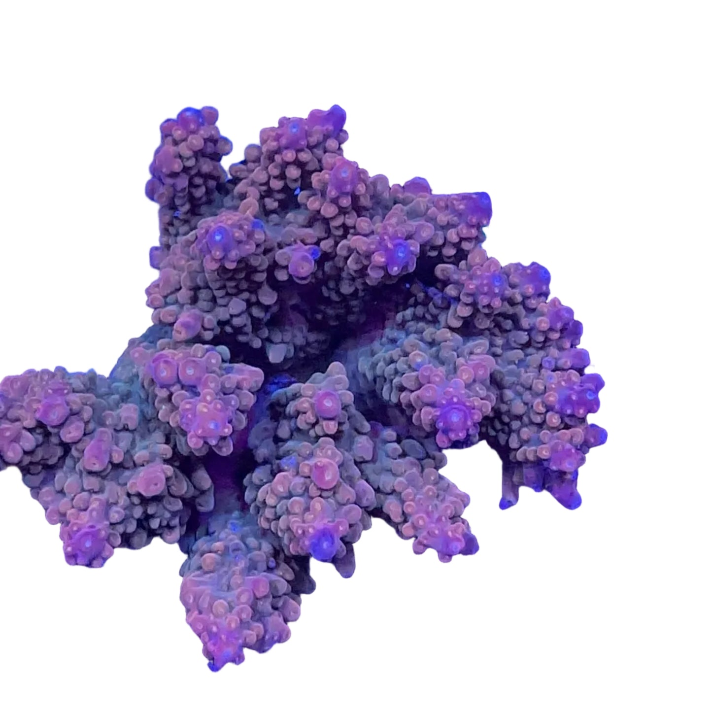 Acropora spp.