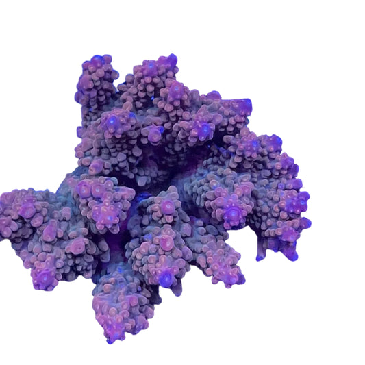 Acropora spp.