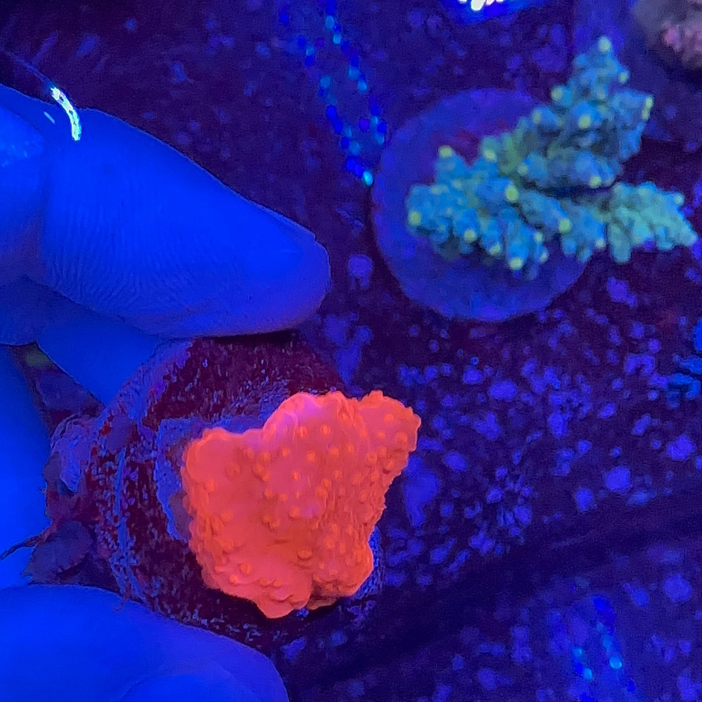 Setosa Montipora Frag