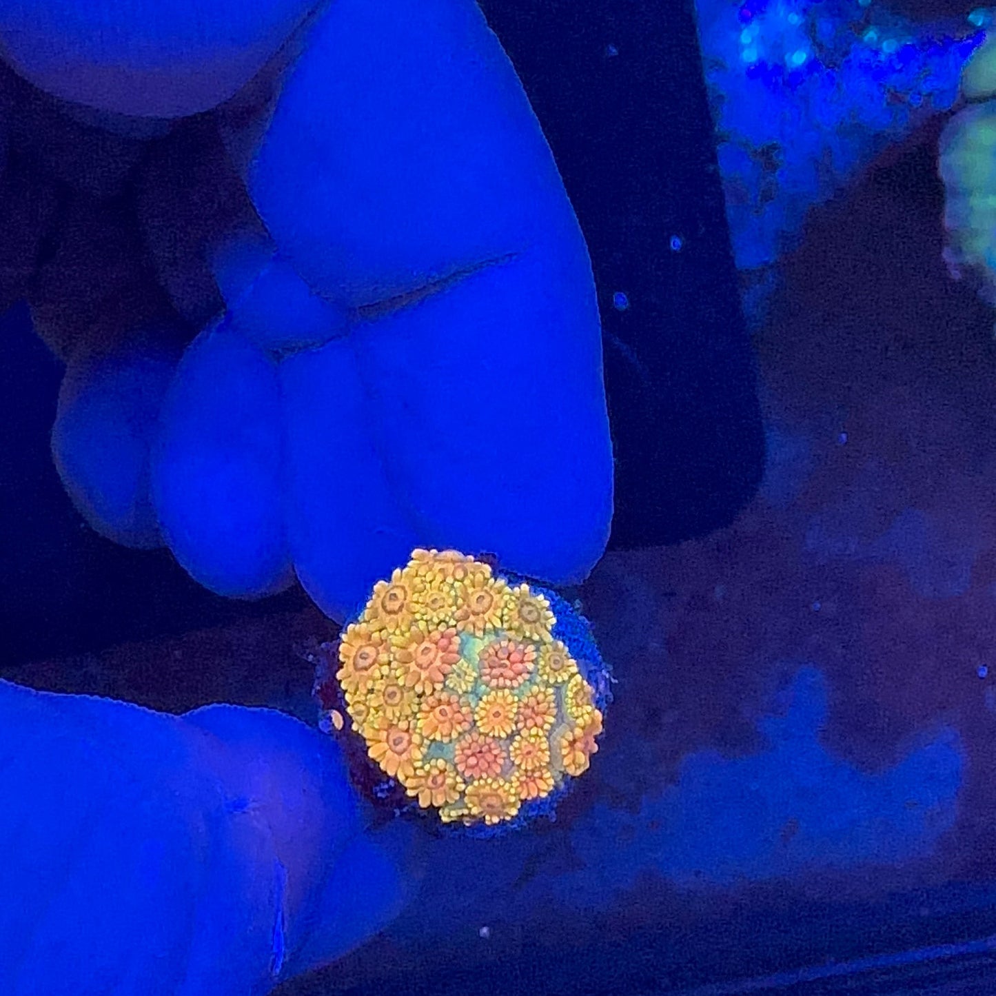 Goniopora Multicolor Frag