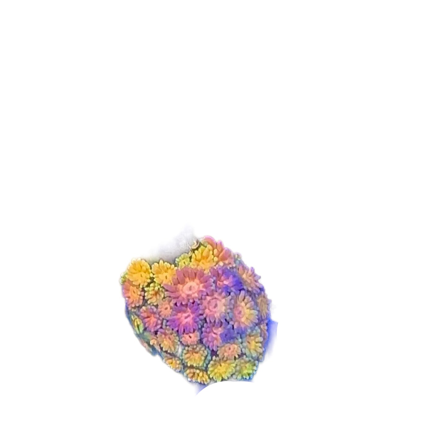 Goniopora Multicolor Frag